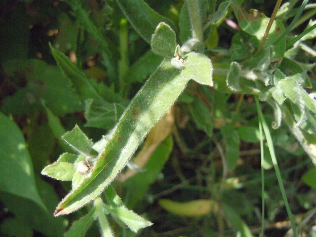 Epilobium hirsutum